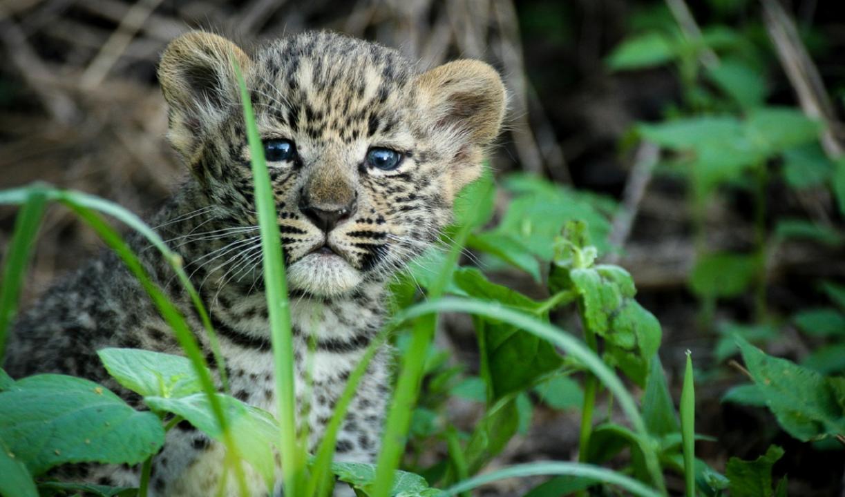 Maharashtra: Two leopard cubs found on farm reunited with mother in Gondia